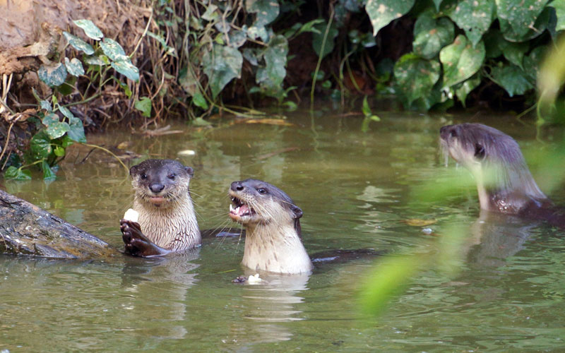 Lok Kawi Wildlife Park